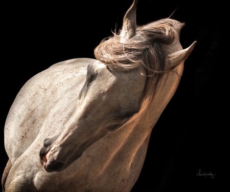 Graceful Grey by artist Claire Porter
